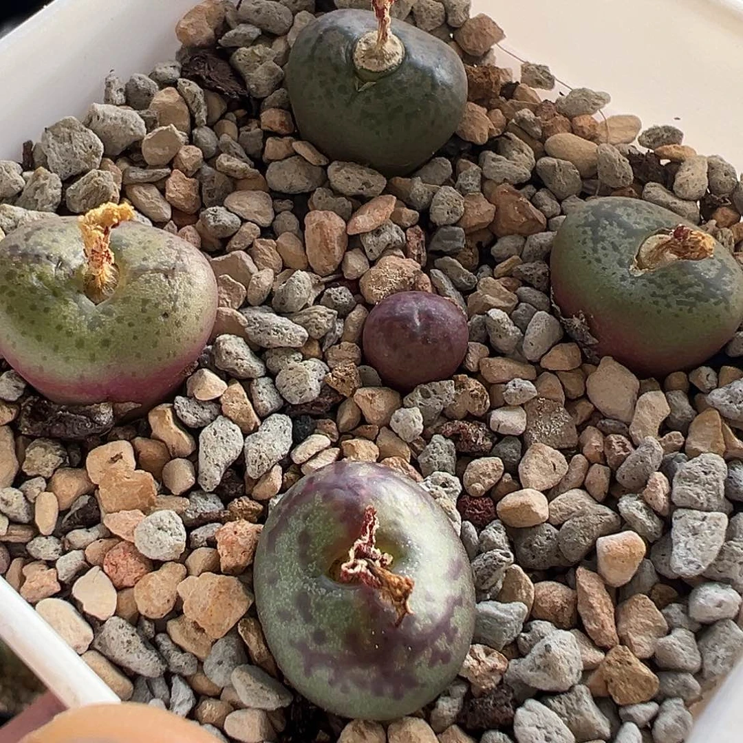 无花朵杂交一盆 带盆发货