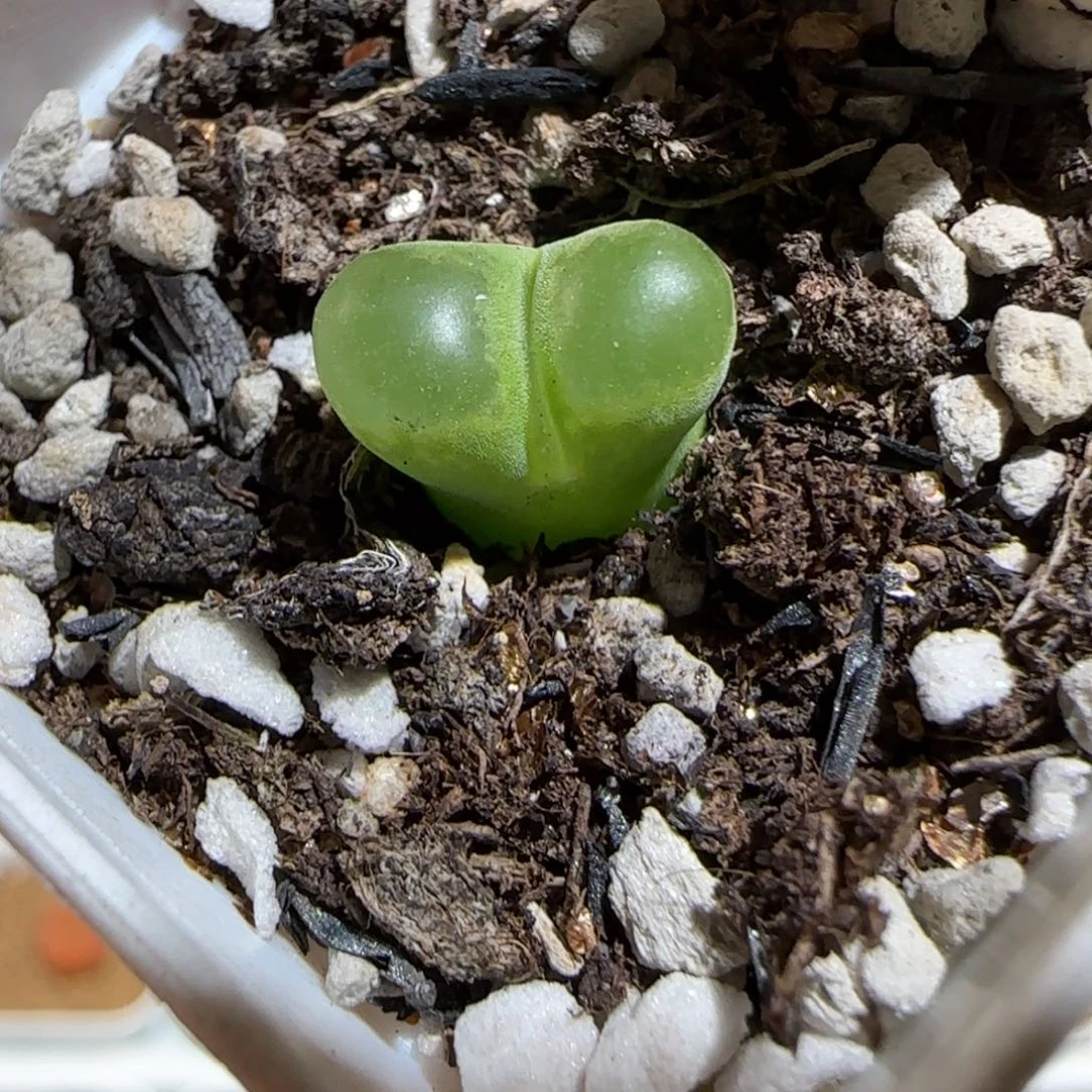 肉锥多肉植物组合-碧眼磁铁967
