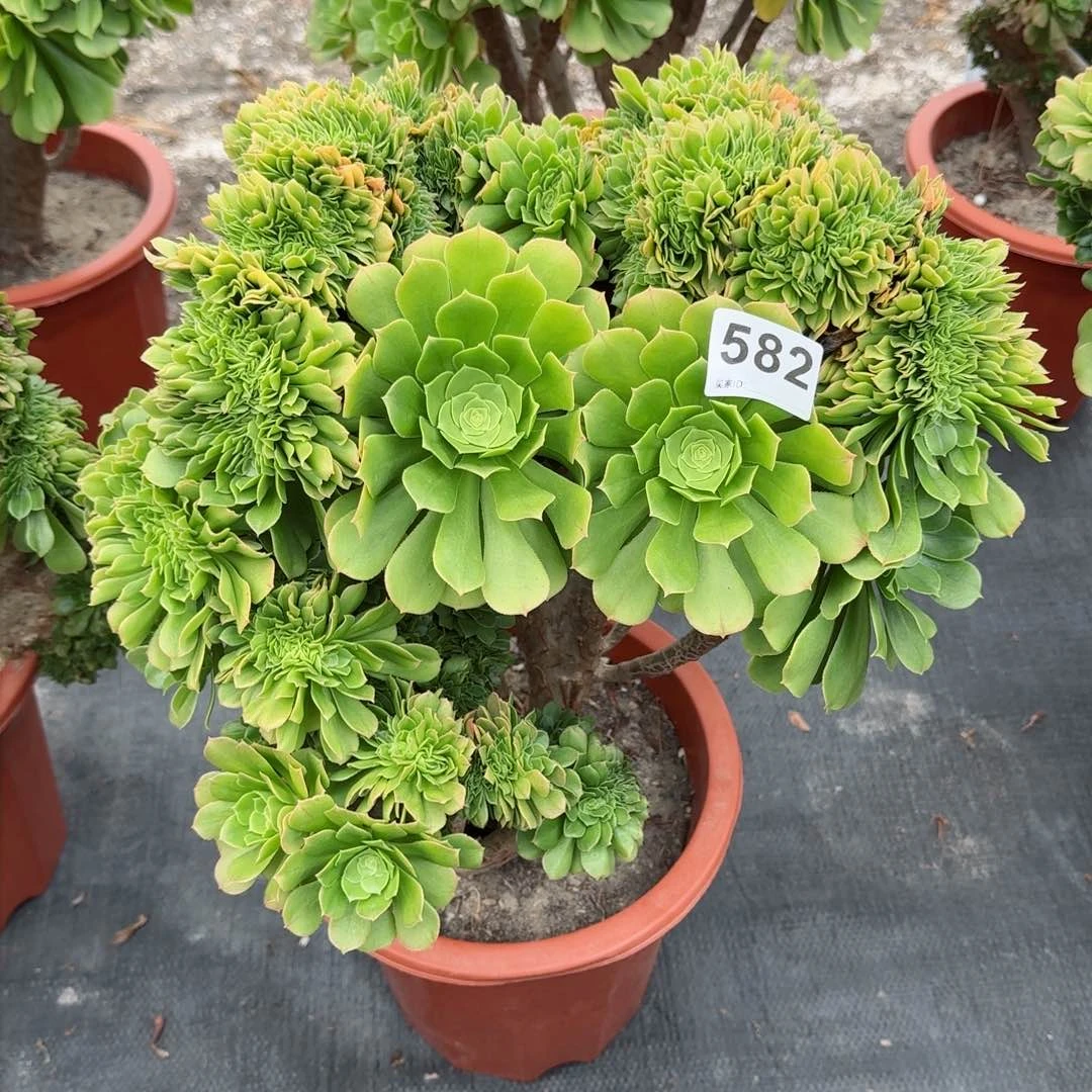 宇*582多肉植物绿缀