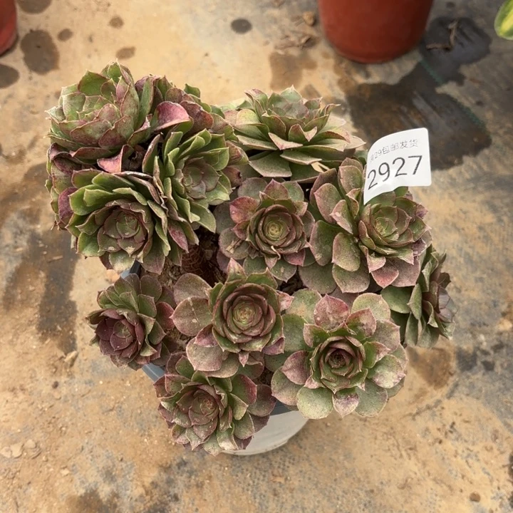 万圣节多肉法师2927