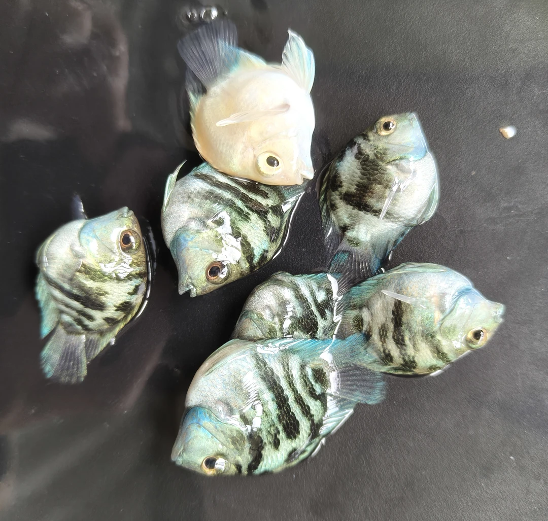 普桃亚成迷你鹦鹉鱼10+2备损(无开箱视频不包损)