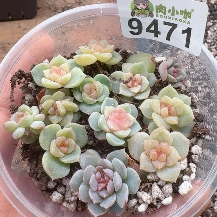 多肉植物多肉植物