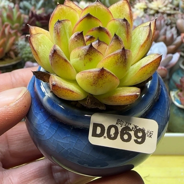 D069一物一拍多肉