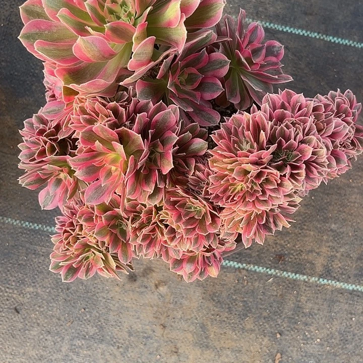 多肉植物缀化…………