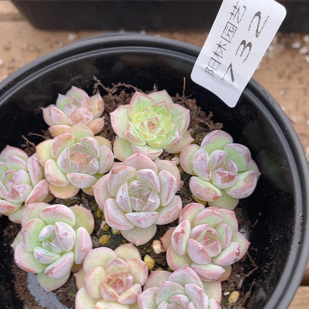 多肉植物多肉植物732