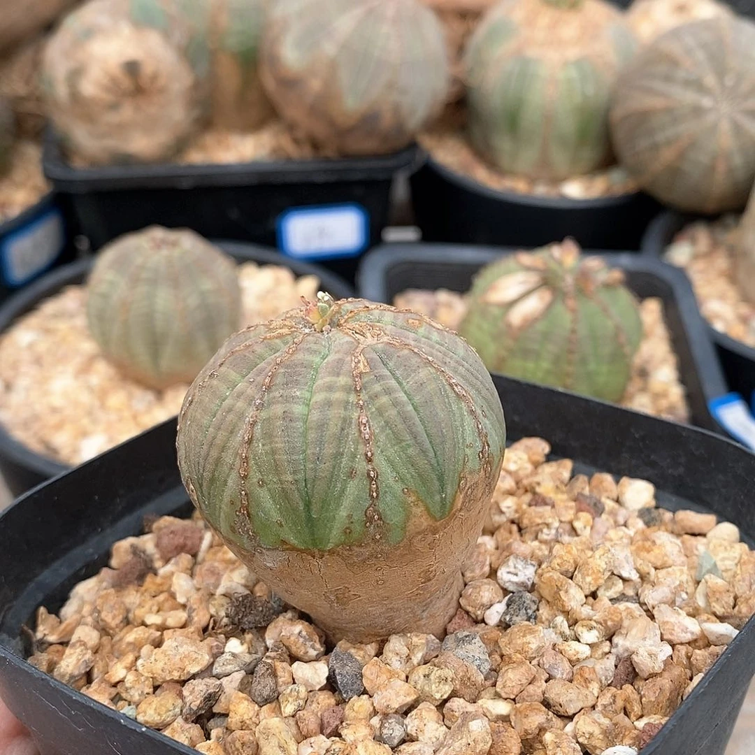 比****王欧系实生布纹球多肉植物一级灯牌