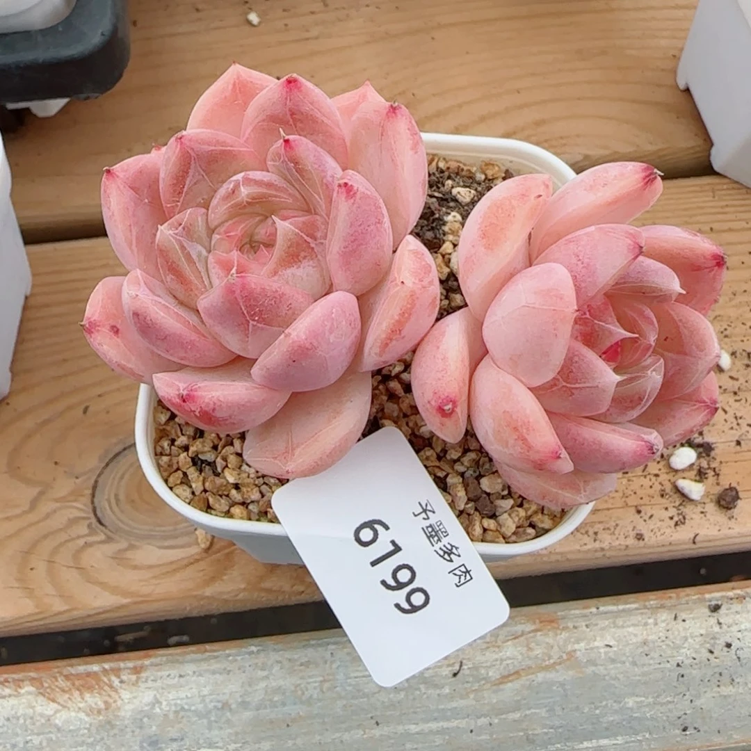 飘枝珍妮，6199多肉植物