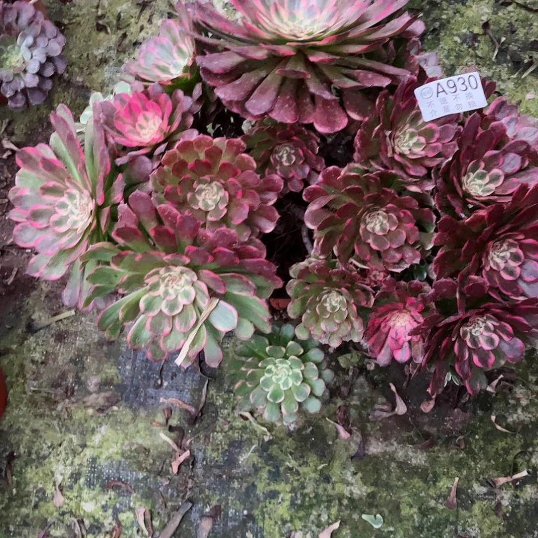 多肉植物烟花不包930