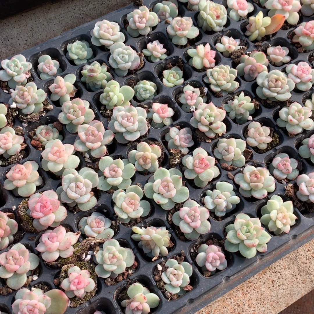 橘子。     爱琴珍妮。  专拍链接