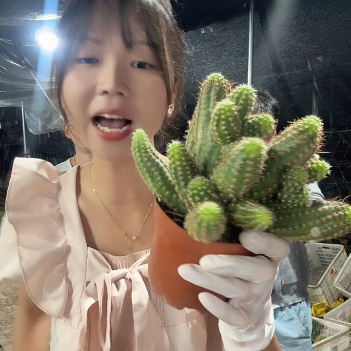 绯红皇后（掉头掉崽不售后）