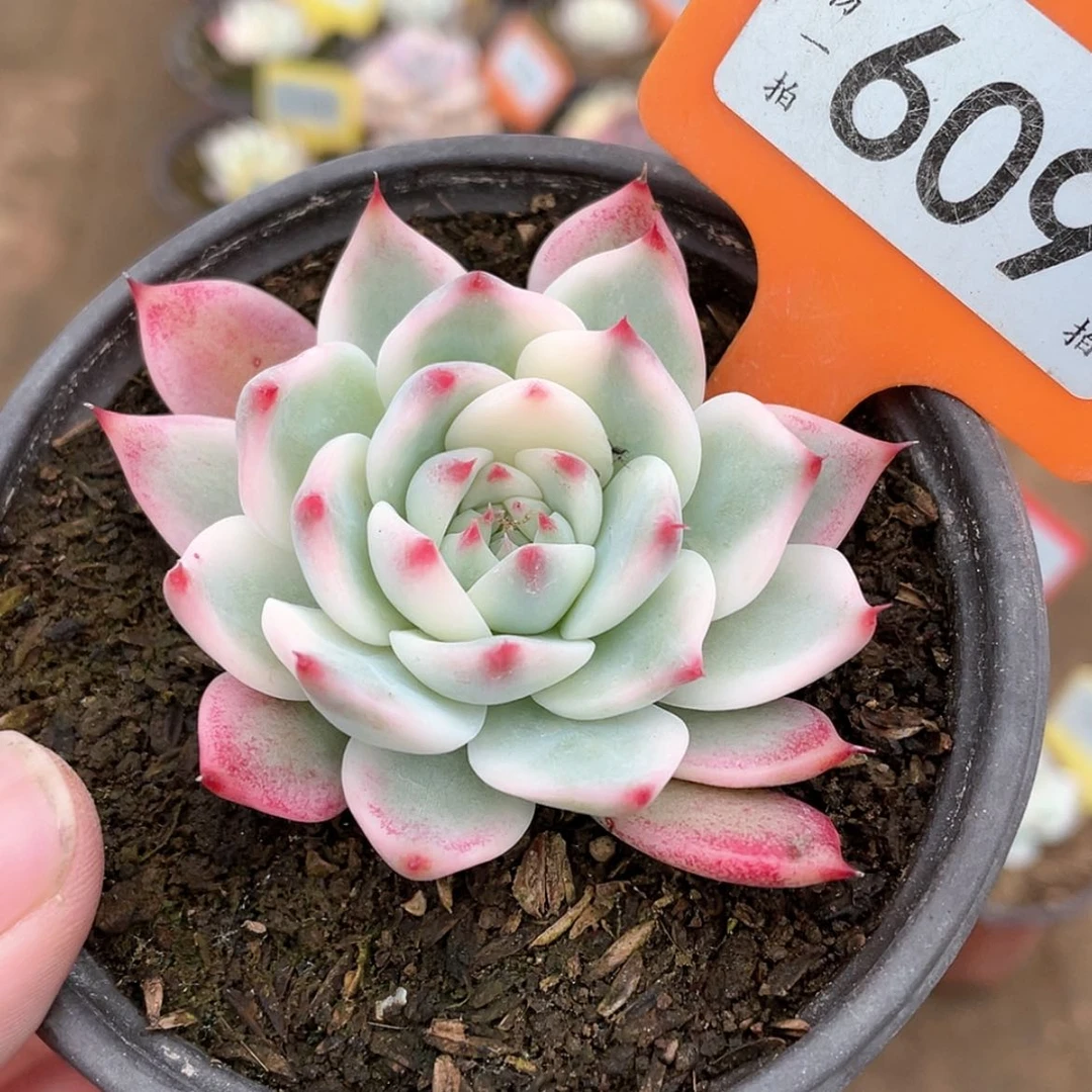 【闪购商品】609号