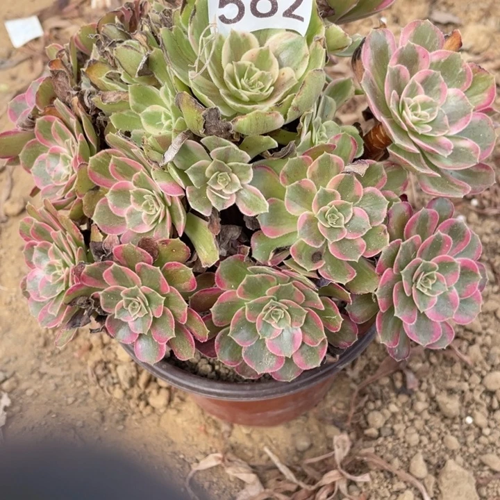 无花朵562多肉植物安娜