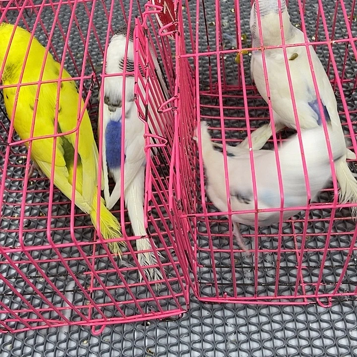 一***你虎皮鹦鹉虎皮鹦鹉