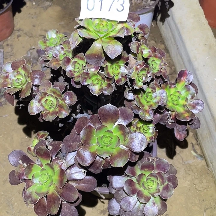 多肉植物法师173晚霞