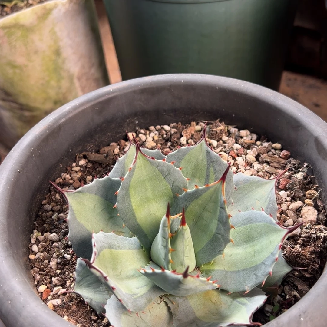 多肉植物龙舌兰道