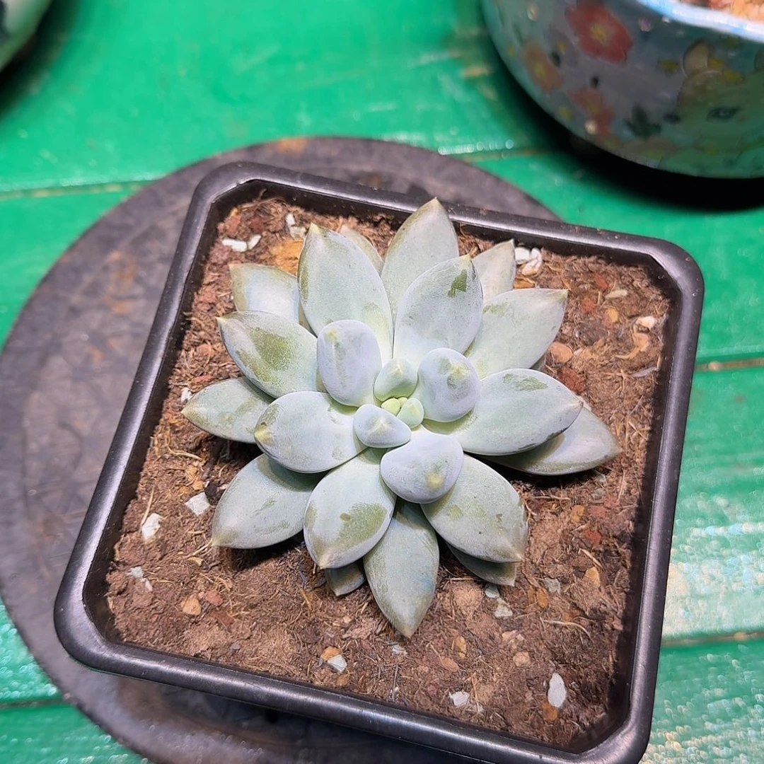 多肉植物多肉植物