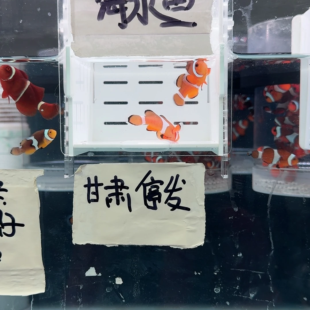 海水鱼4配4.5+精品黑边公子一对