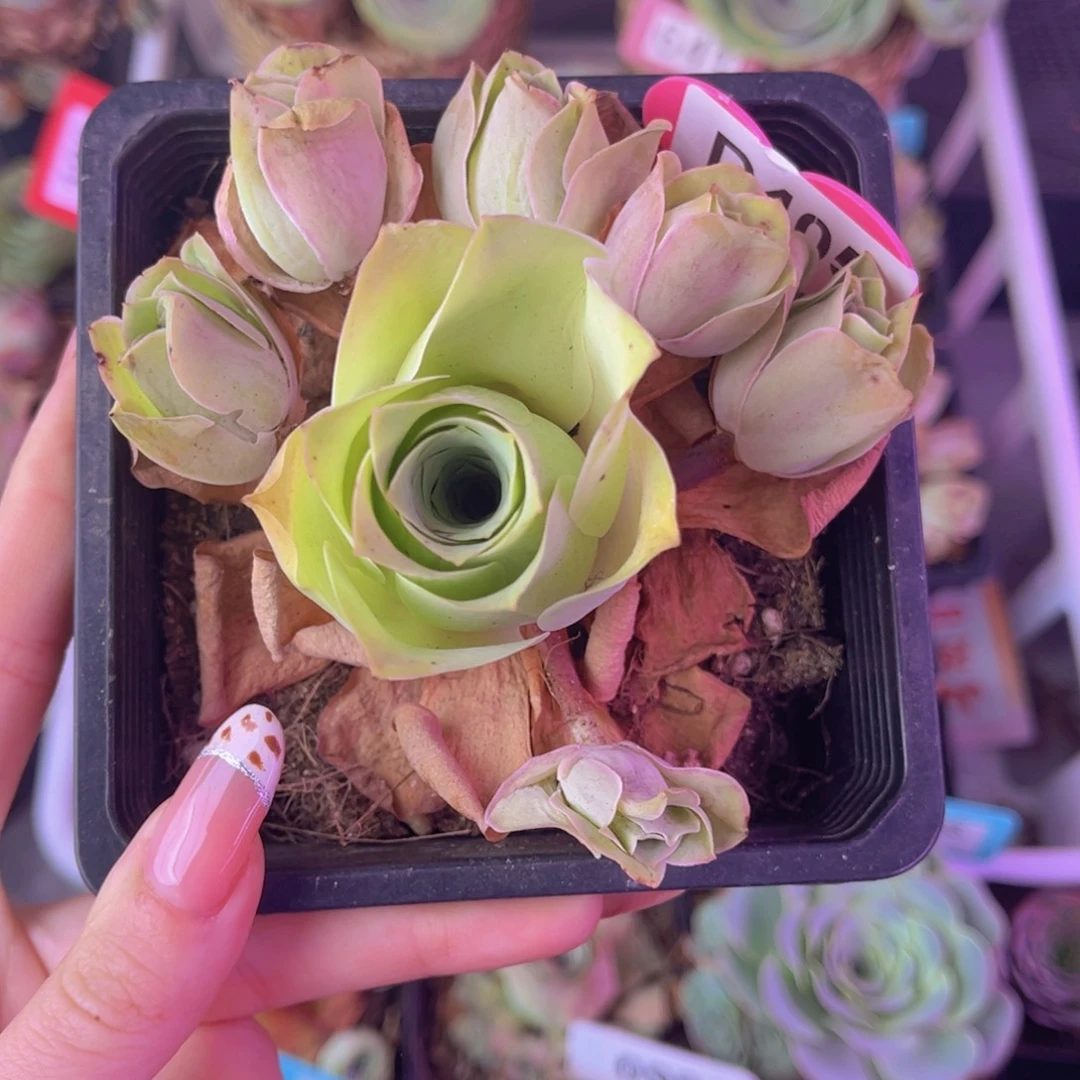 单品一物一拍405号