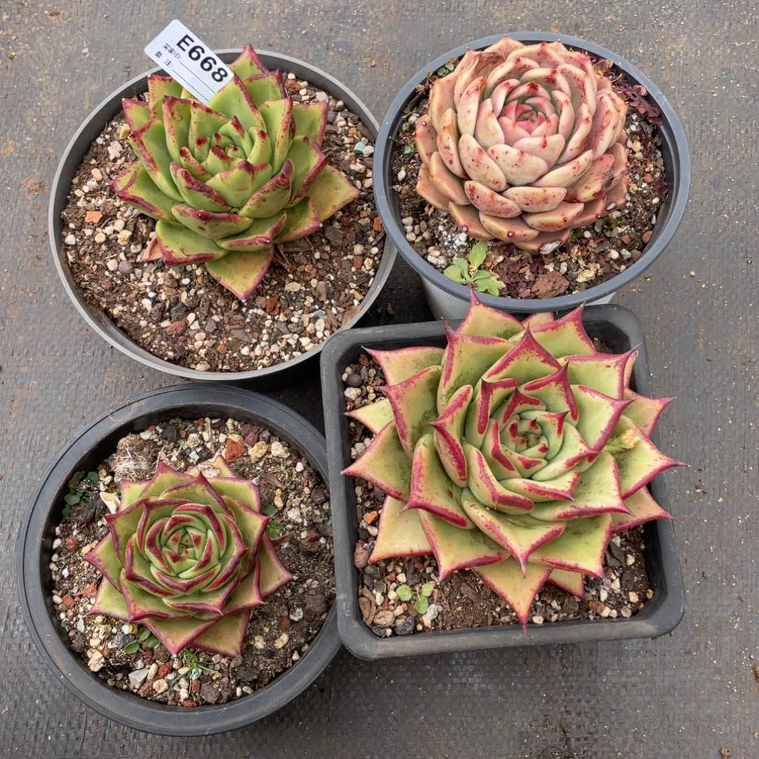 无花朵若如东云组拍E668