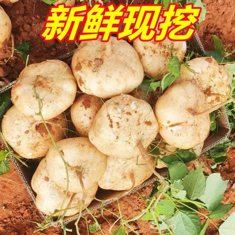 湖南攸县本地农家种植凉薯5斤