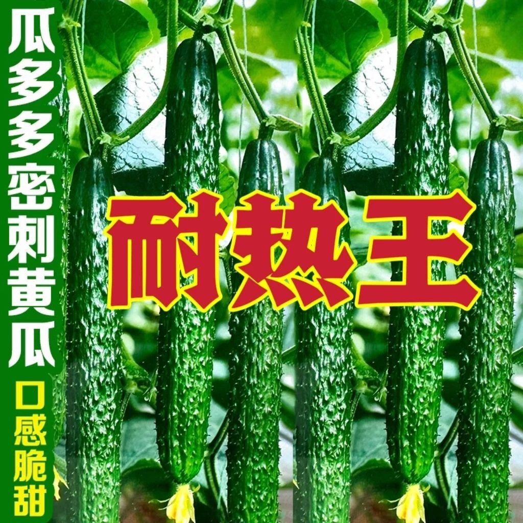 抗热王黄瓜种子正品夏播高产刺黄瓜籽口感好耐热农家四季蔬菜种子