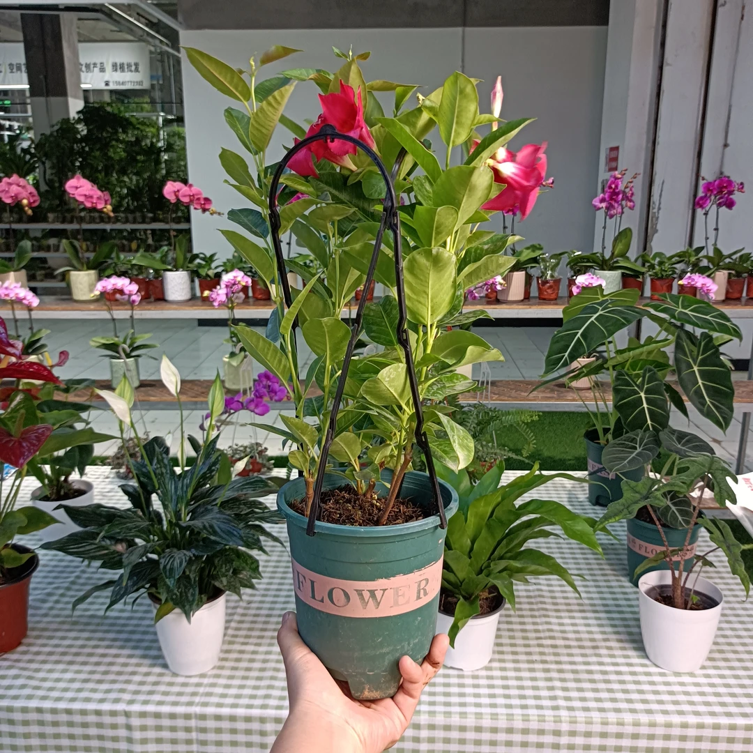 次日达-飘香藤盆栽顺丰包邮（不带外白盆）