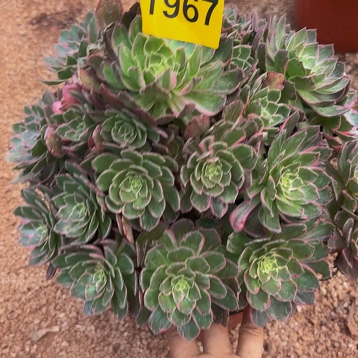 多肉植物福利1967