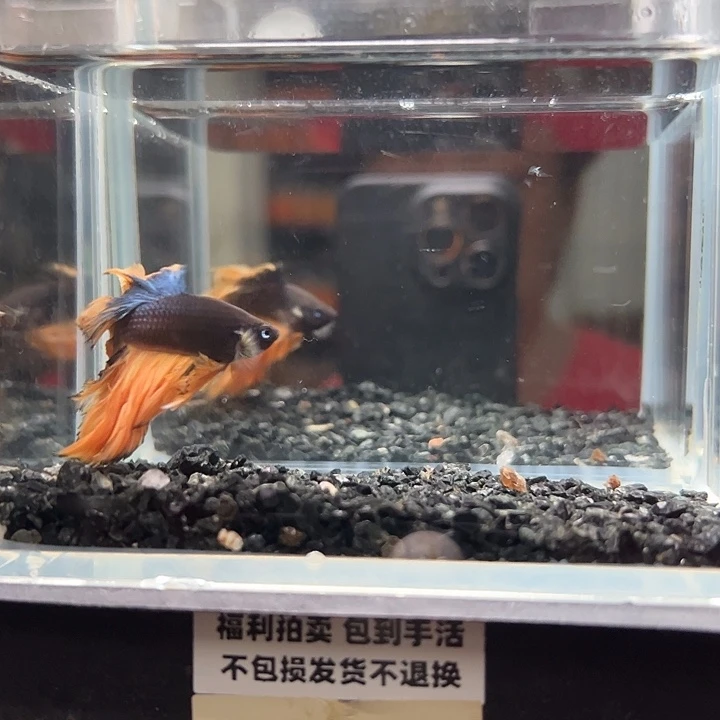斗鱼一单包邮14日53