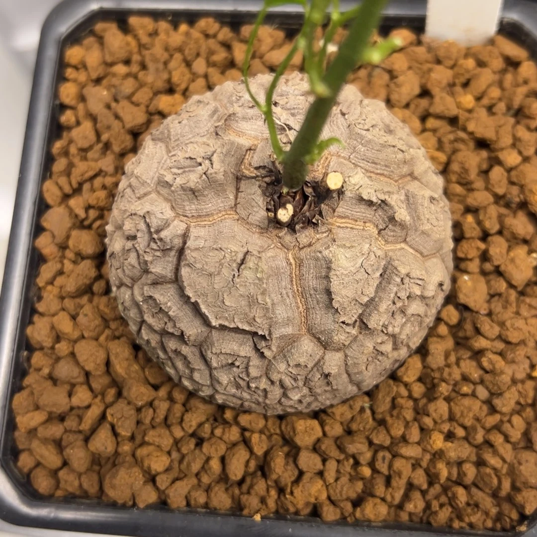 精品盆栽养定的龟甲龙010号