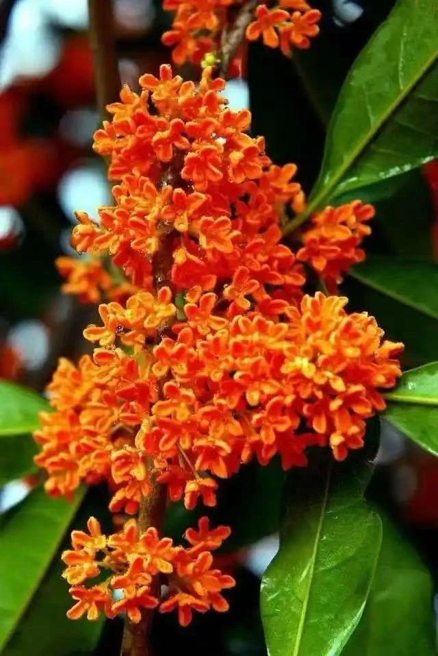 浓香型桂花盆栽棒棒糖款适合阳台室内庭院种植桂花定金，一物一拍