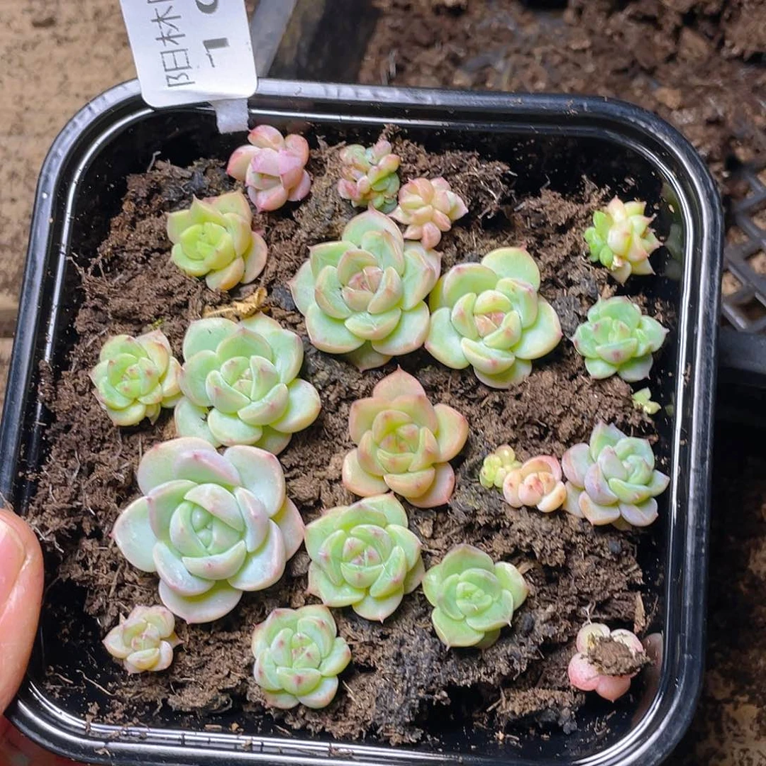 多肉植物多肉植物101
