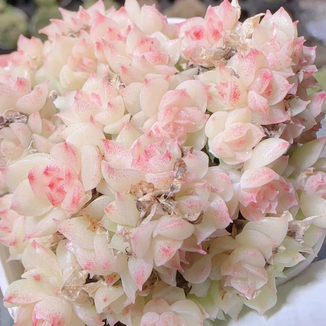 花语逸镜1105-75散