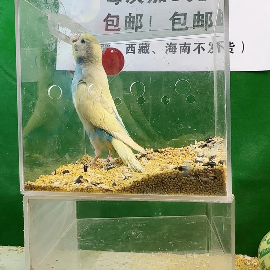 虎皮鹦鹉大头鹦鹉
