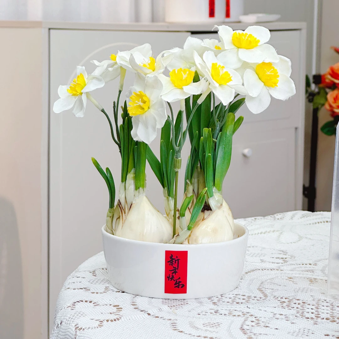 【加大球4-6个】陶瓷新年白盆水仙花盆栽水养绿植花卉阳台水培植物