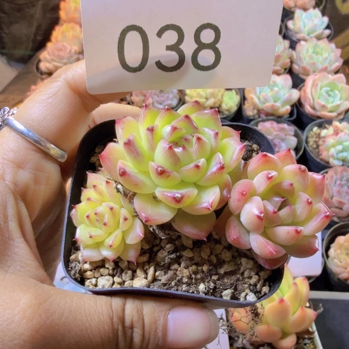 038.qwwwwwwwwwww