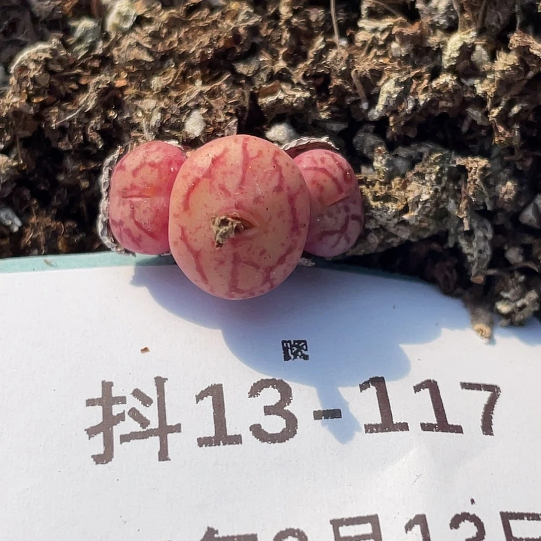 13-117青姬多肉植物