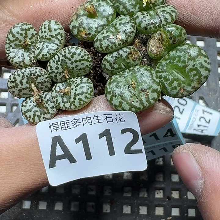 112 多肉植物多肉植物