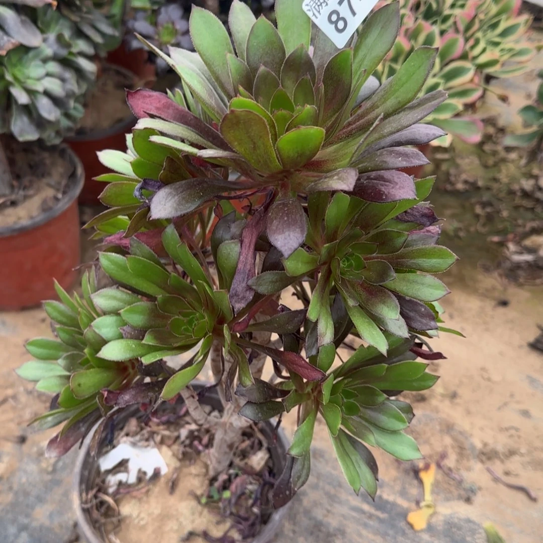 灰法师多肉874满28包邮断枝不包