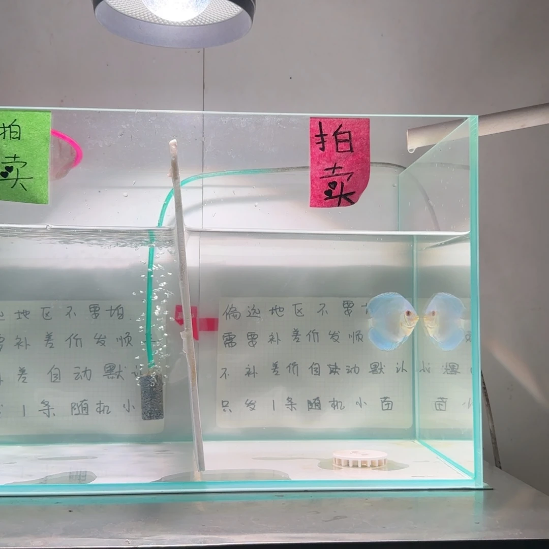 七彩神仙鱼肉身6偏远地区不拍