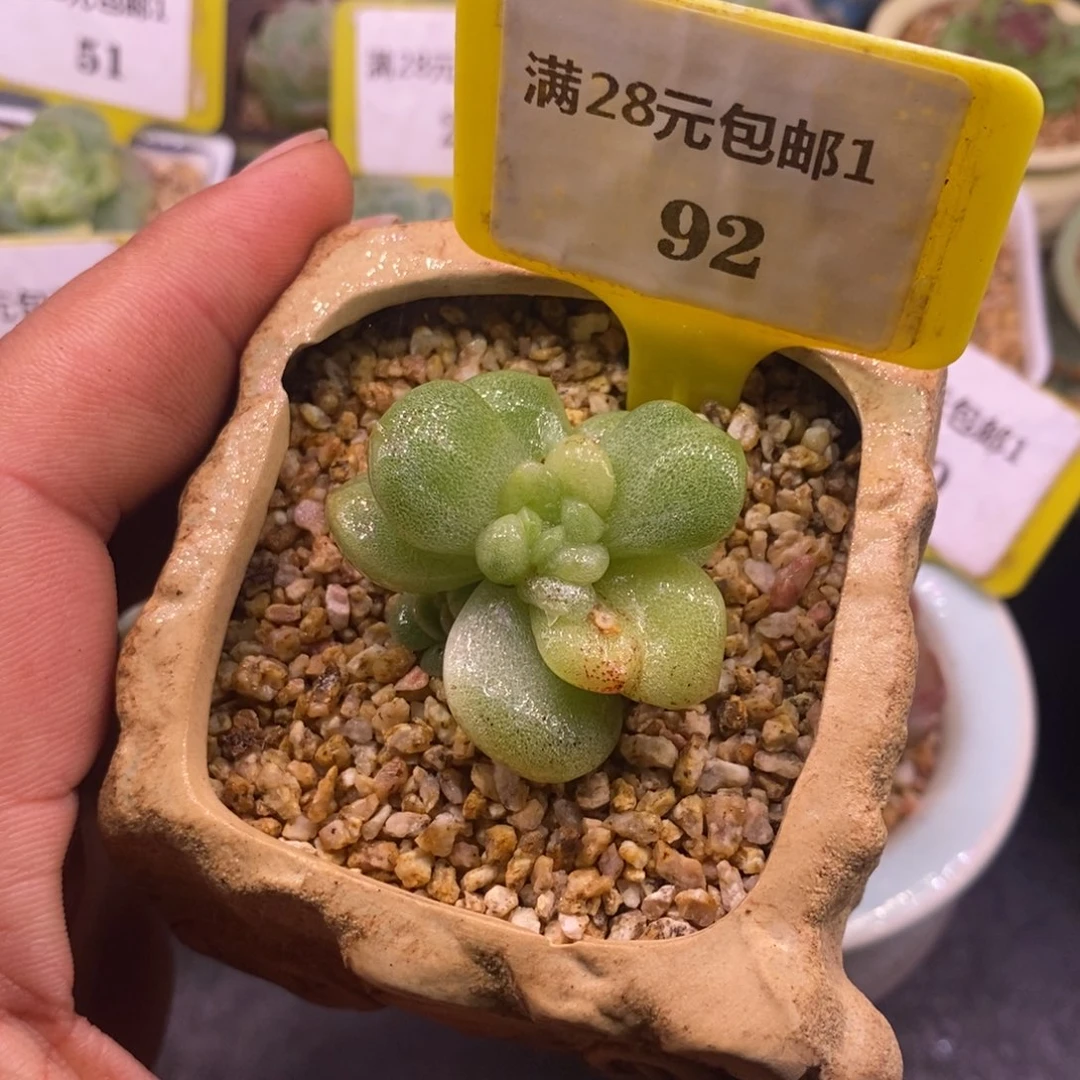 192冰玉锦心变异拉丝