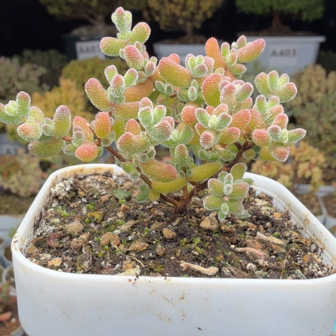 A722冰冰虾一物一拍