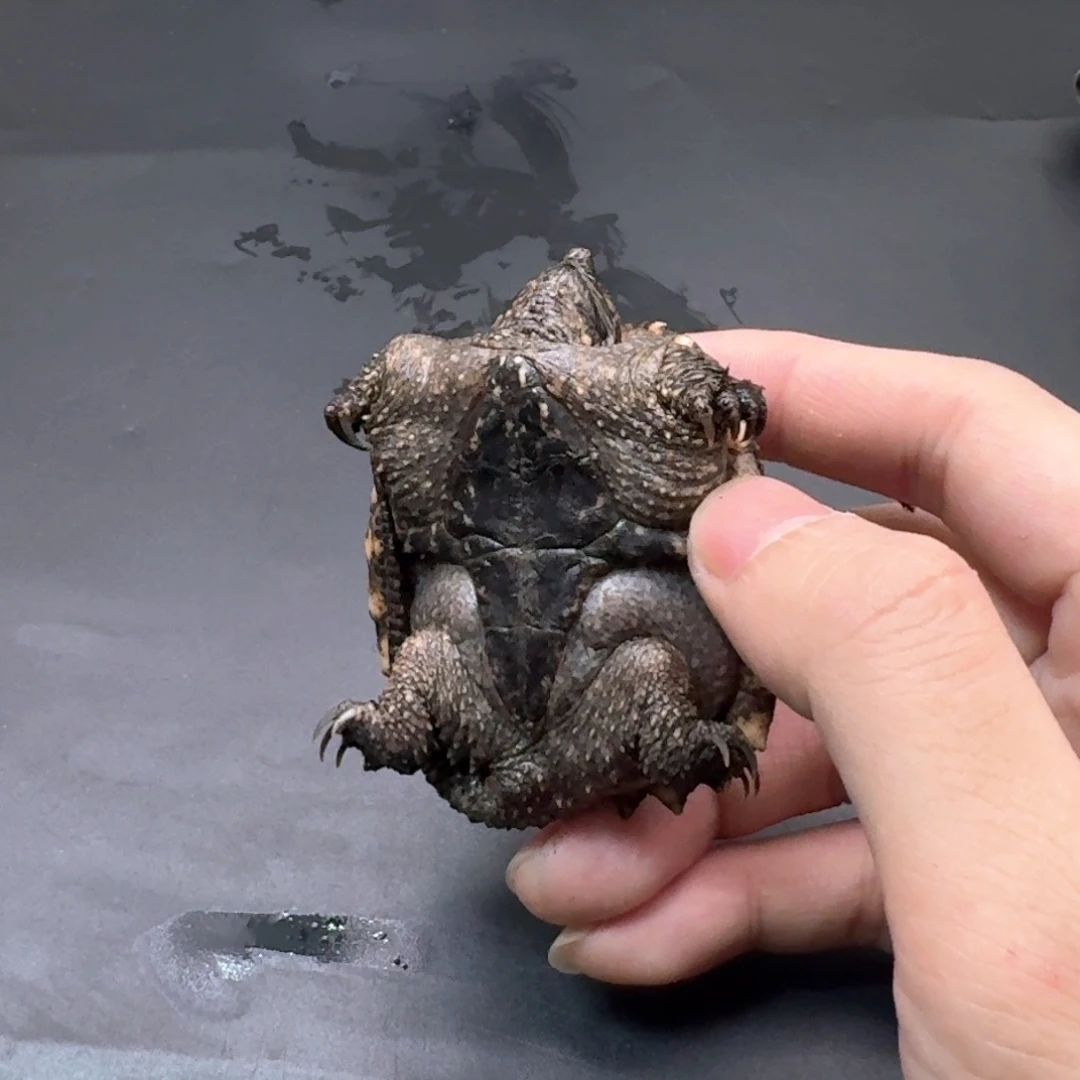 宠物龟不分公母111