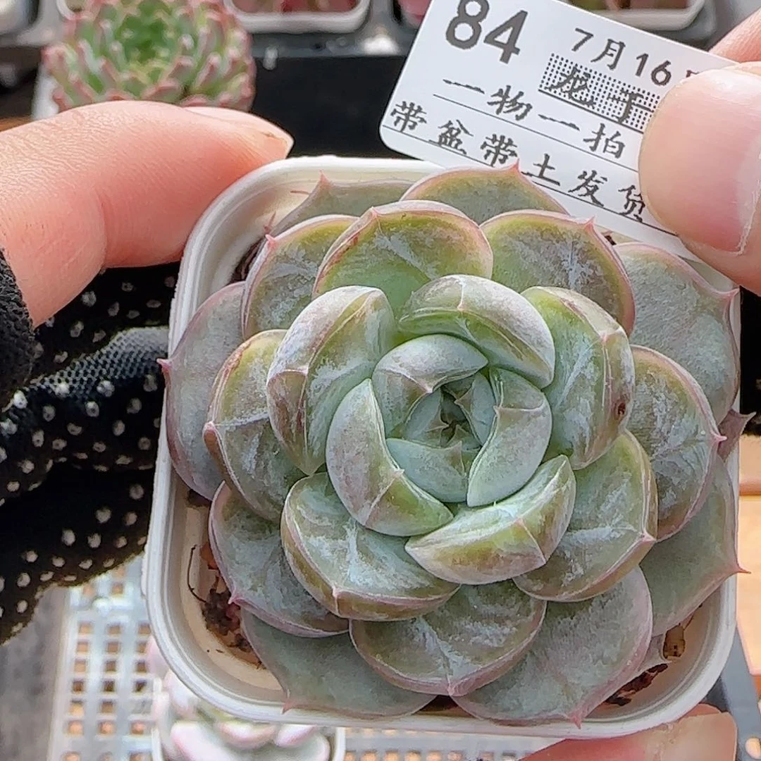 满***滚多肉0716-84胖虎珍妮