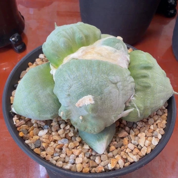 大型大圆叶绵羊怒