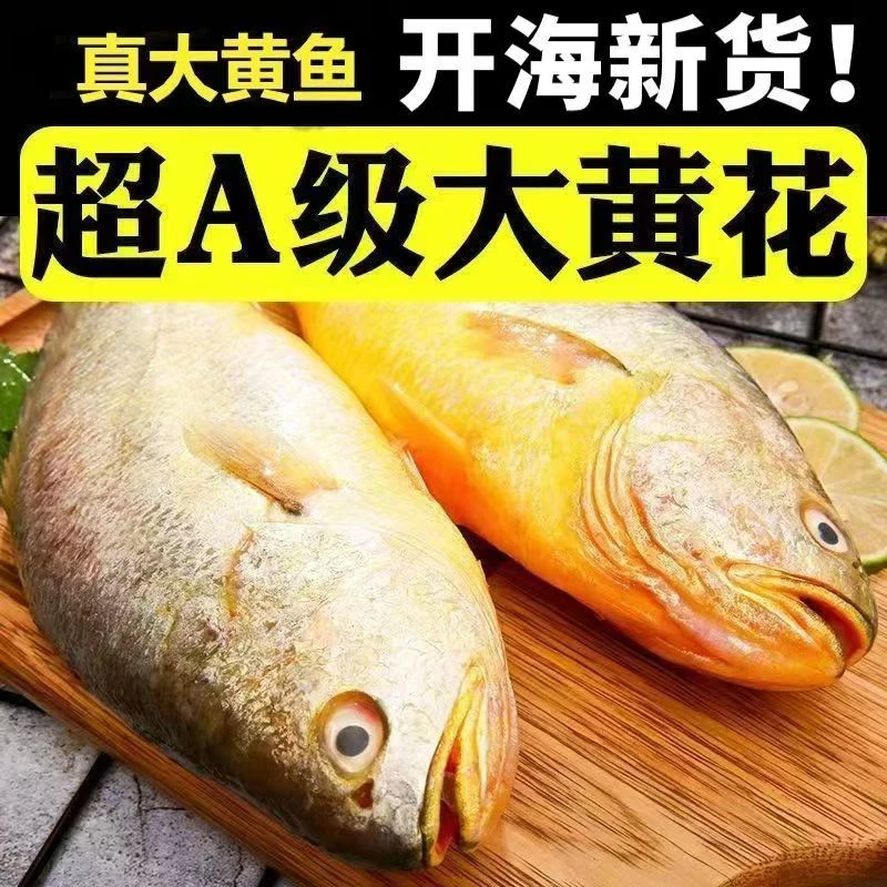 【超大黄鱼】正宗大黄花鱼新鲜大黄鱼鲜活冷冻深海鱼海鲜水产批发