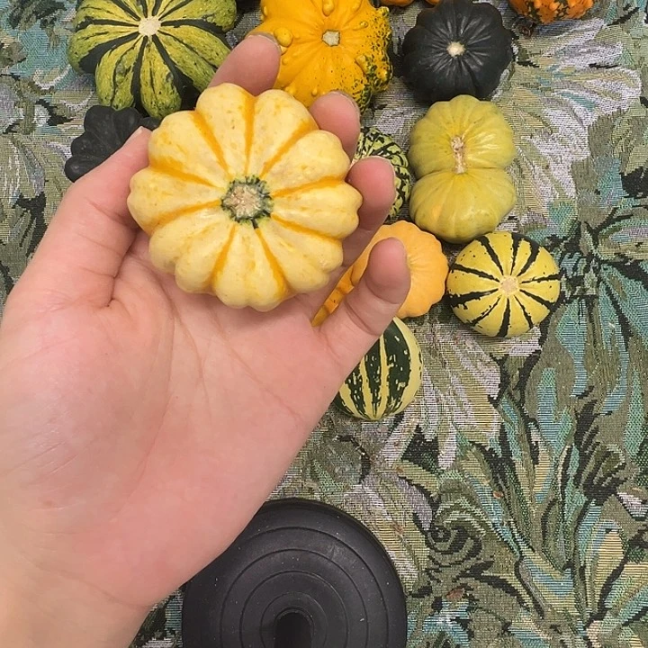 小****忙墨西哥葫芦葫芦古亏哭