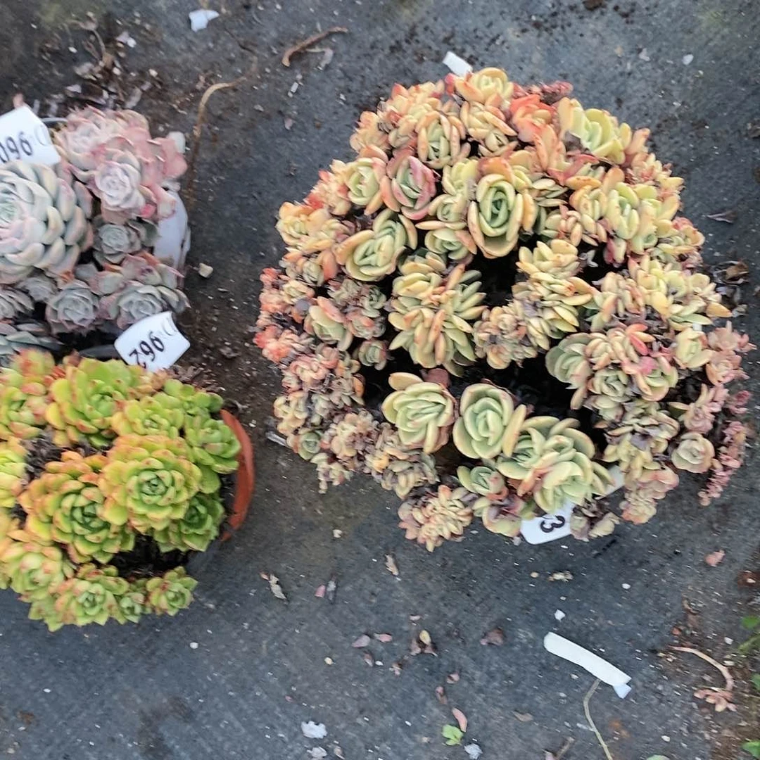 关*963艾斯美兰达多肉