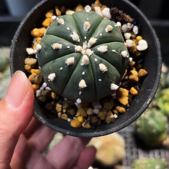 实生侧芽福袋琉璃