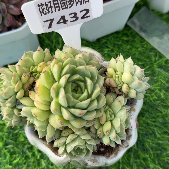 梧****8多肉植物7432不带盆