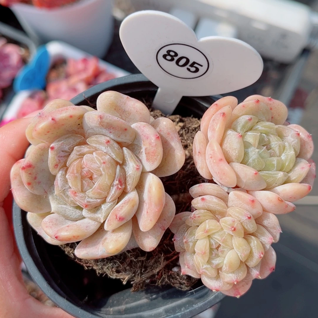 805号小老桩白恋群